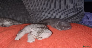 Scottish Fold cats - Advert 1