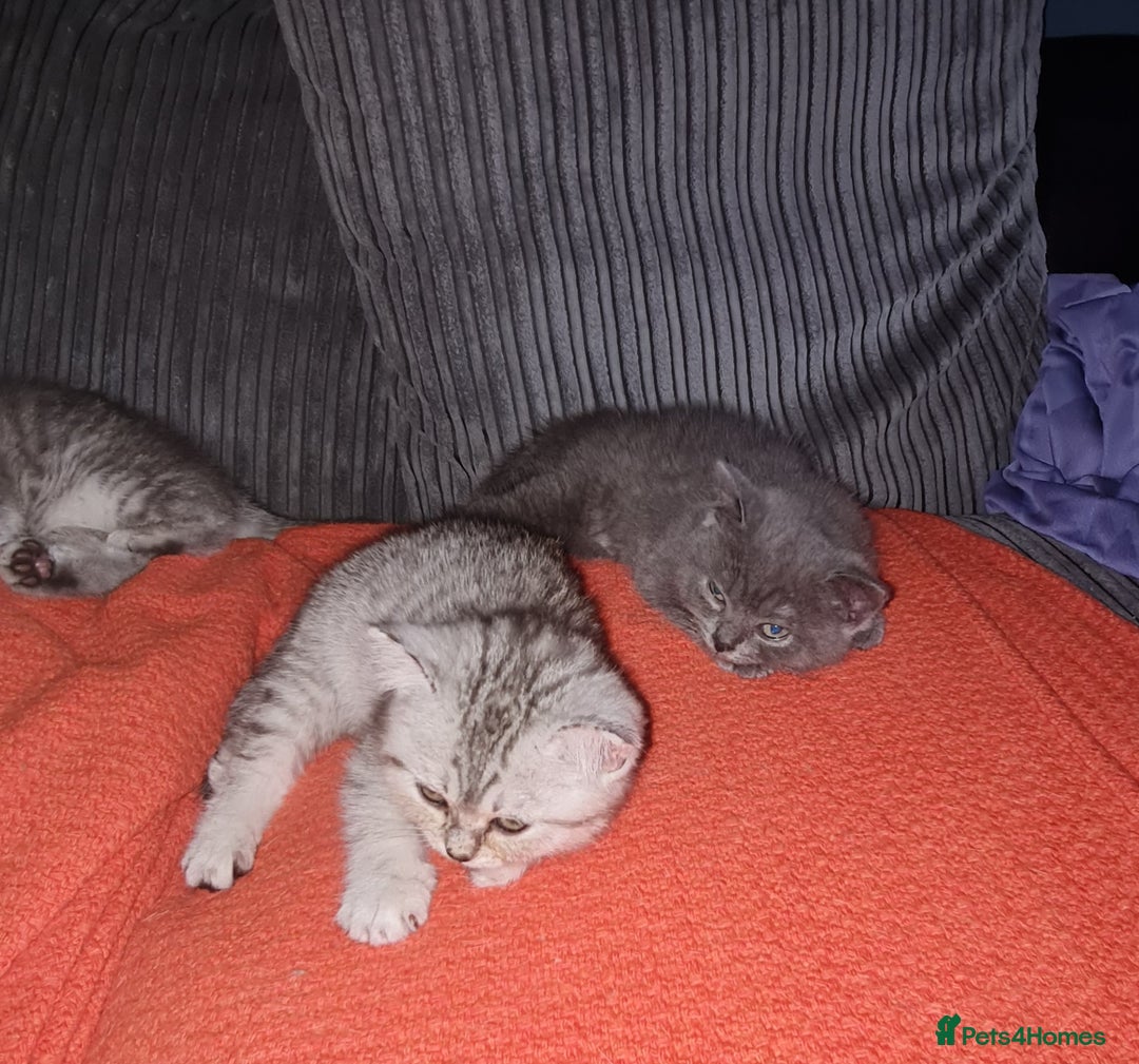 Scottish Fold cats for sale: Scottish Fold Kittens  - Image 3
