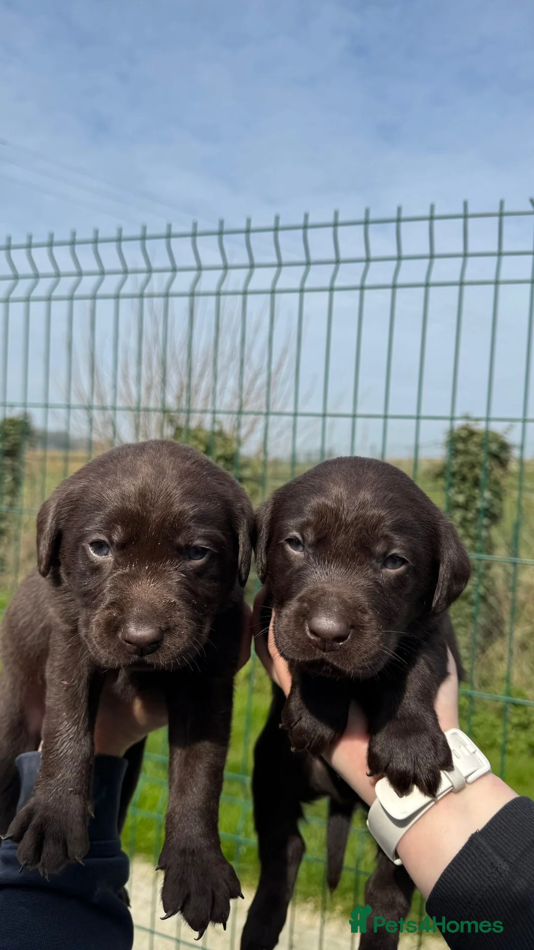 Labrador Retriever dogs for sale: 5 Star Council Registered Breeder Chocolate Labs - Advert 1