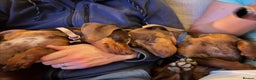 Miniature Dachshund dogs for sale: 💛 Loving Dapple Miniature Dachshund Pair 💛 - Advert 9