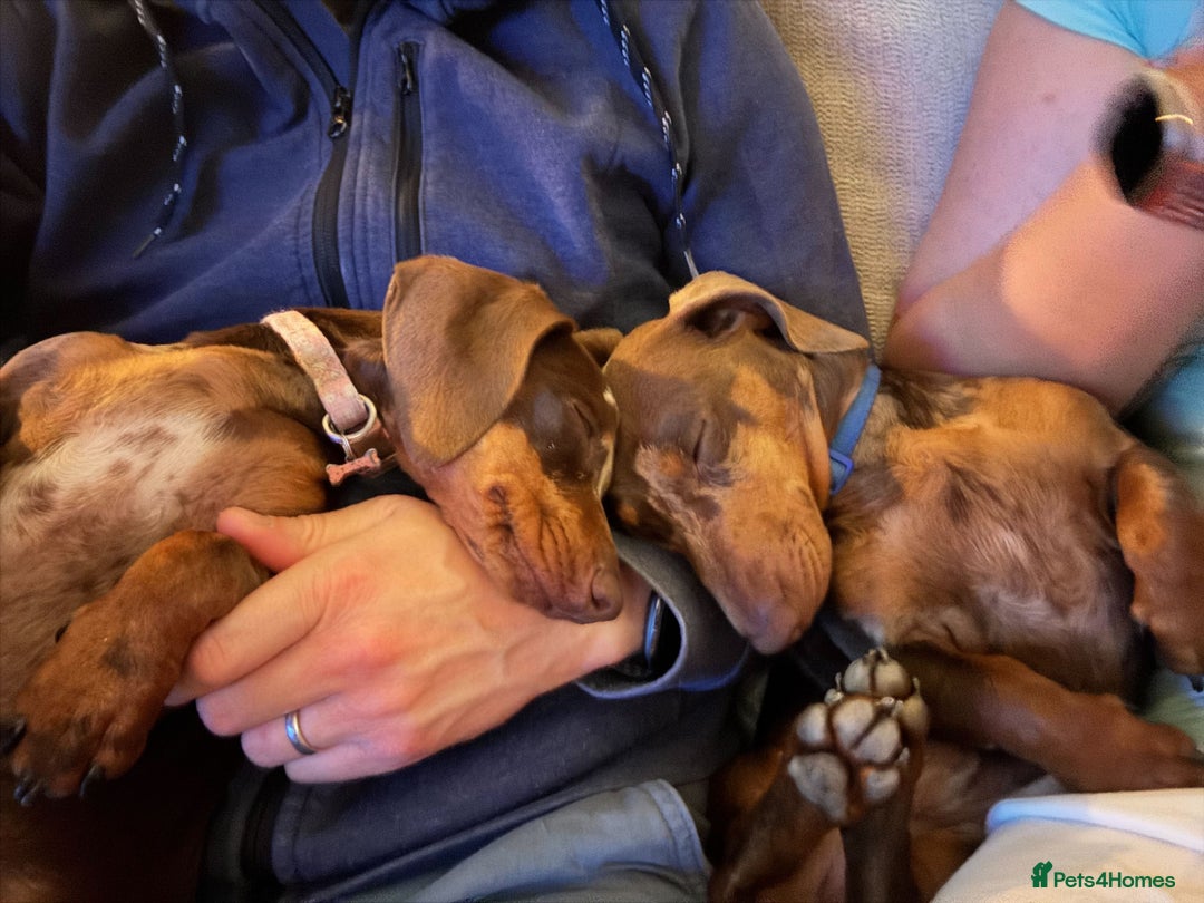 Miniature Dachshund dogs for sale: 💛 Loving Dapple Miniature Dachshund Pair 💛 - Image 9