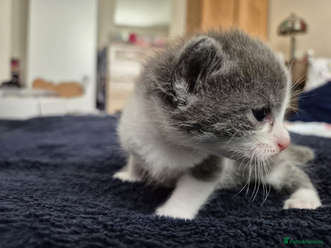 Ragdoll cats for sale: Ragdoll X Kittens  - Image 18