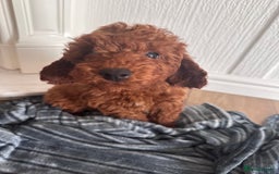 Maltipoo dogs for sale: Health tested rare coat red maltipoos for sale🐶!! - Image 11