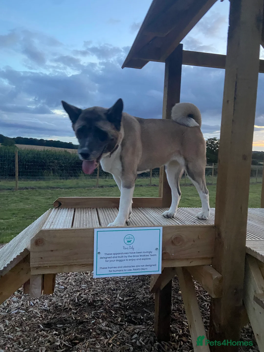 Akita dogs for sale: American Akita for re-homing  - Advert 9
