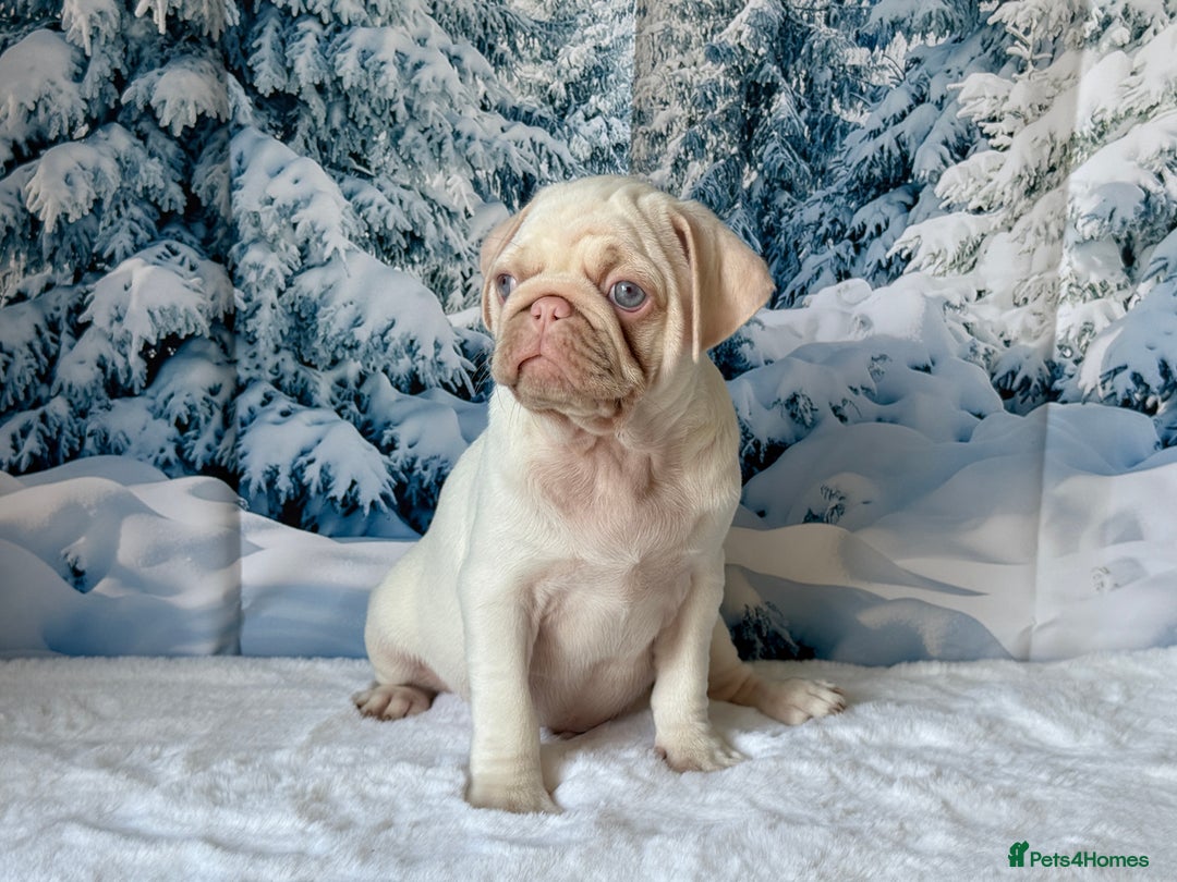 Pug dogs for sale: Pink Pug Puppies Available - Advert 10