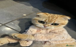 Scottish Fold cats for sale: Scottish fold cat - Image 1
