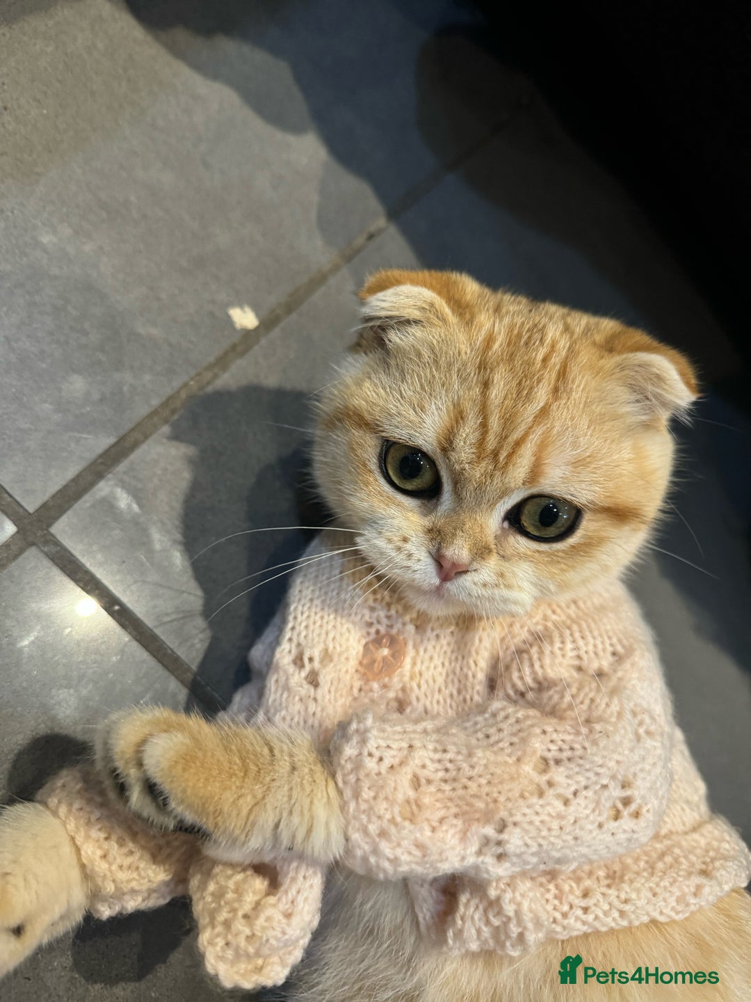 Scottish Fold cats for sale: Scottish fold cat - Image 1