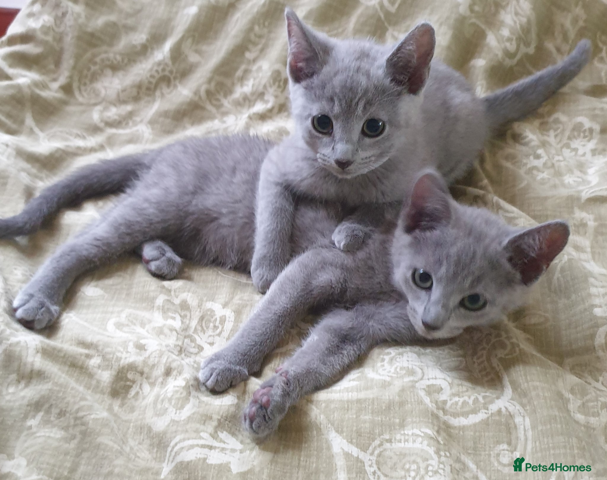 Russian Blue cats Stunning Russian Blue Kittens - Purebreed   - Advert 2