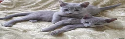 Russian Blue cats for sale: Stunning Russian Blue Kittens - Purebreed   - Advert 2