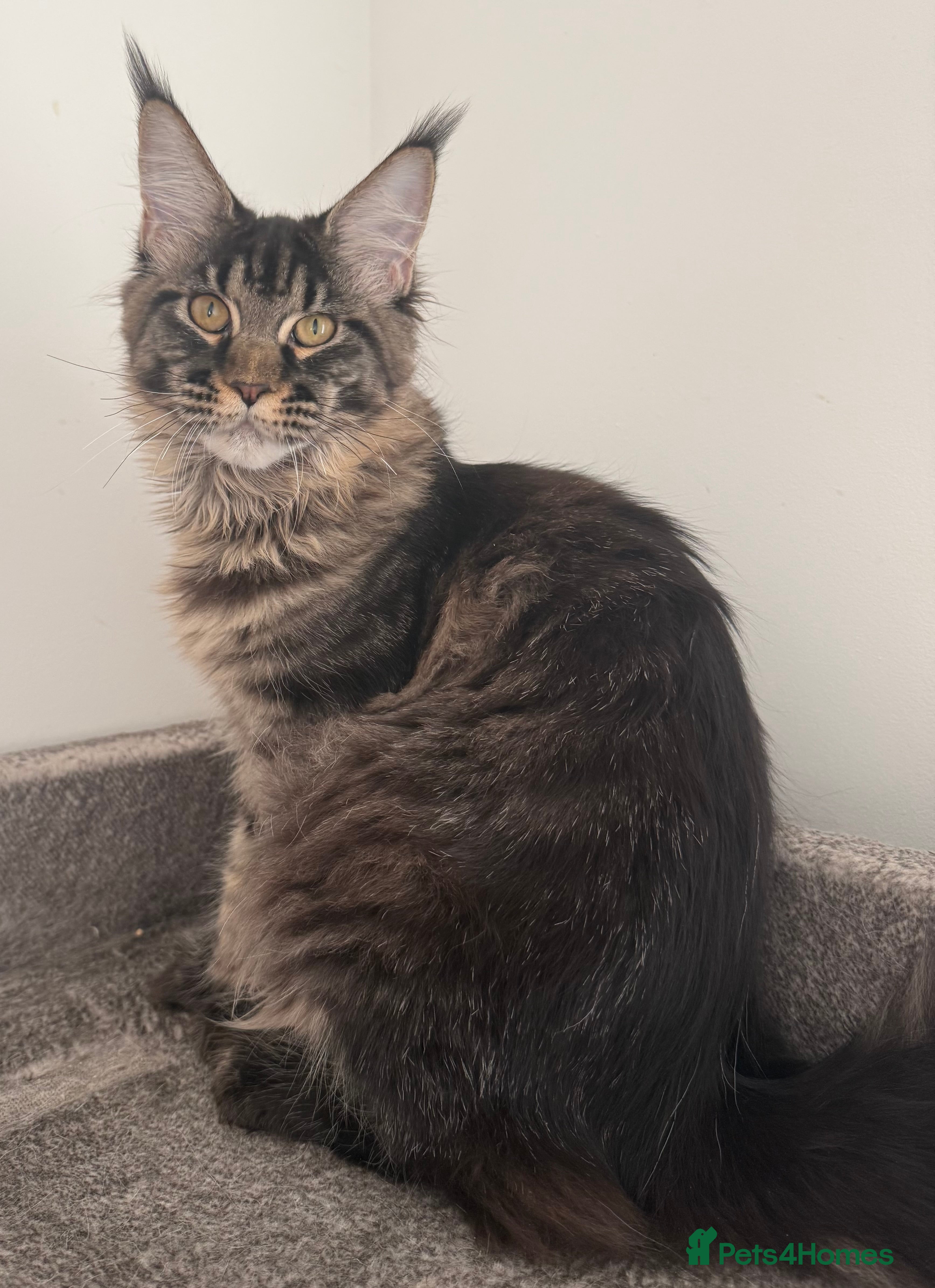 Maine Coon cats Champion line kittens , 2 girls left☺️ - Advert 1