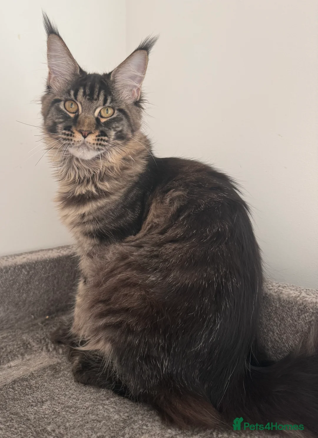 Maine Coon cats for sale: Champion line kittens , 2 girls left☺️ - Advert 1