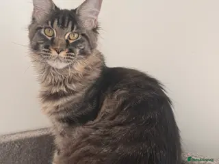 Maine Coon cats Champion line kittens , 2 girls left☺️ - Advert 1