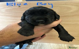 Cocker Spaniel dogs for sale: working cocker spaniel puppies - Image 7