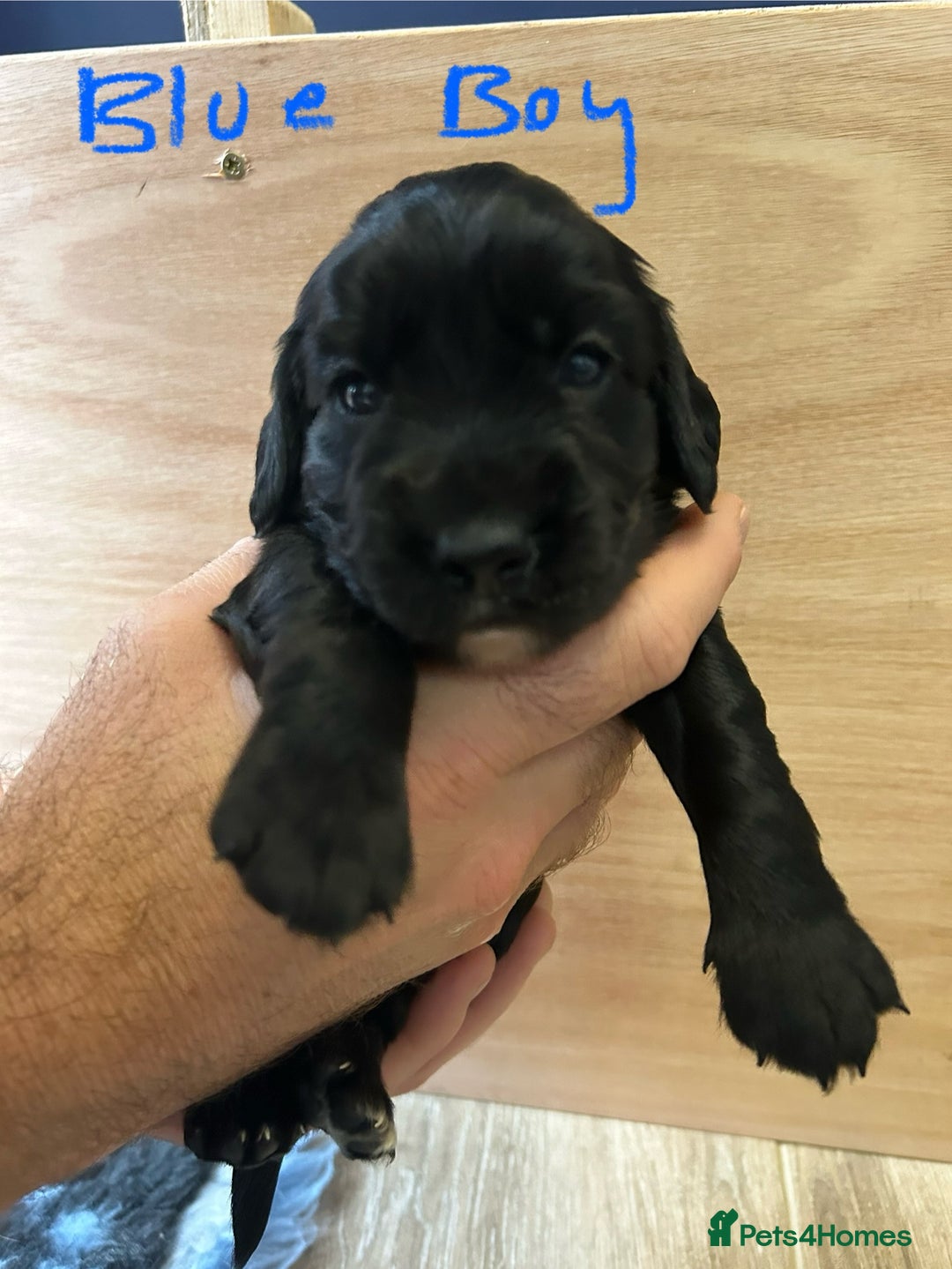 Cocker Spaniel dogs for sale: working cocker spaniel puppies - Image 7