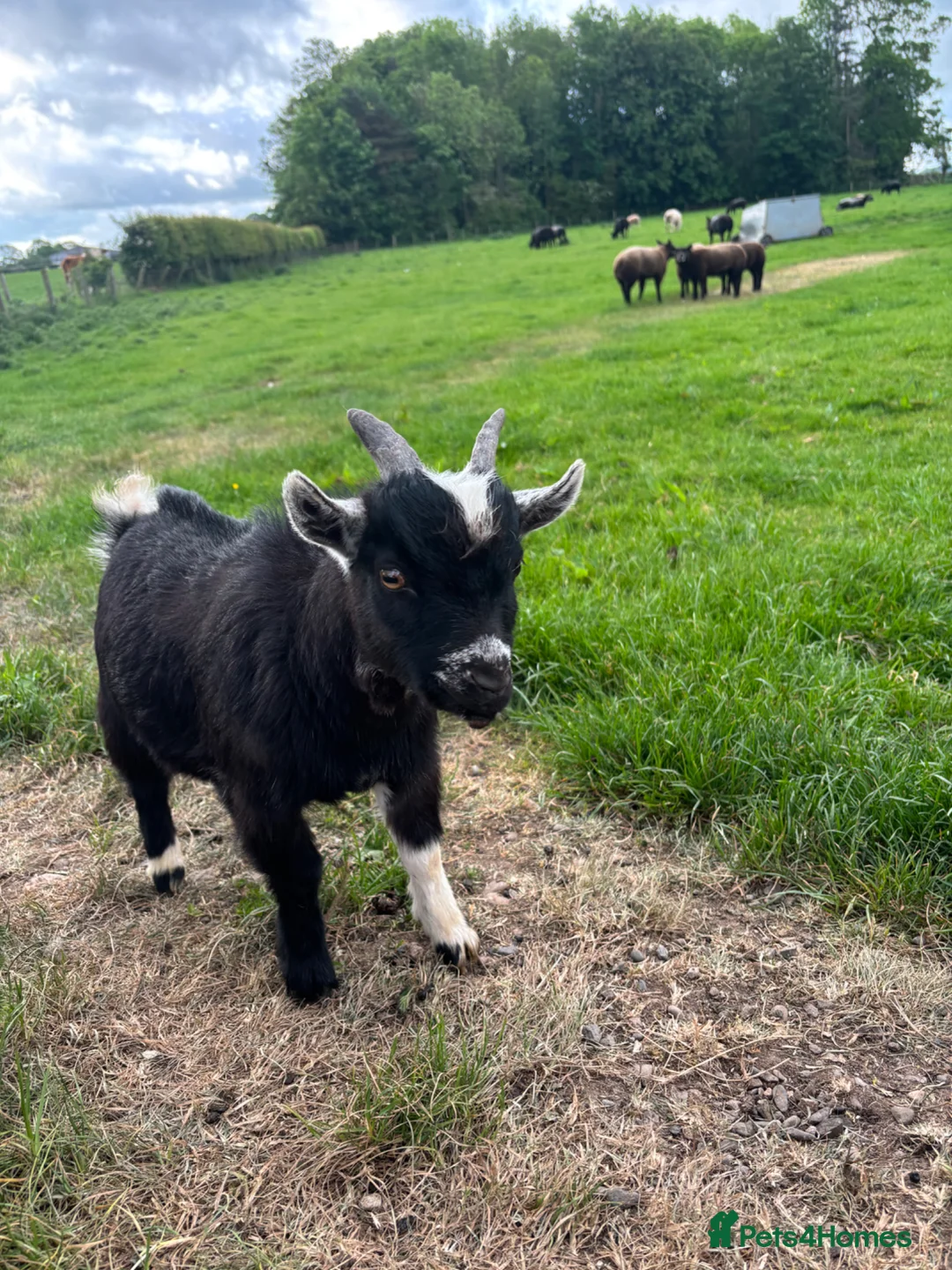 Goats livestock for sale: 2 Male Pygmy Goats - Advert 2