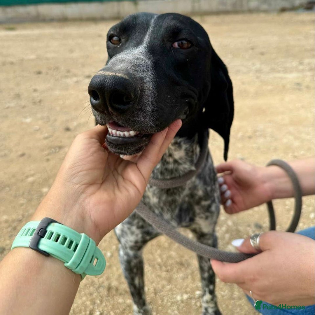 Mixed Breed dogs for adoption: Bracken (German Pointer mix) - Advert 6