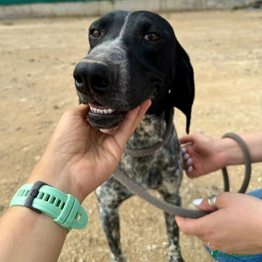 Mixed Breed dogs for adoption: Bracken (German Pointer mix) - Advert 6