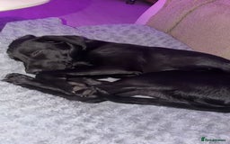 Labrador Retriever dogs for sale: Freddie is looking for his forever home  - Advert 2