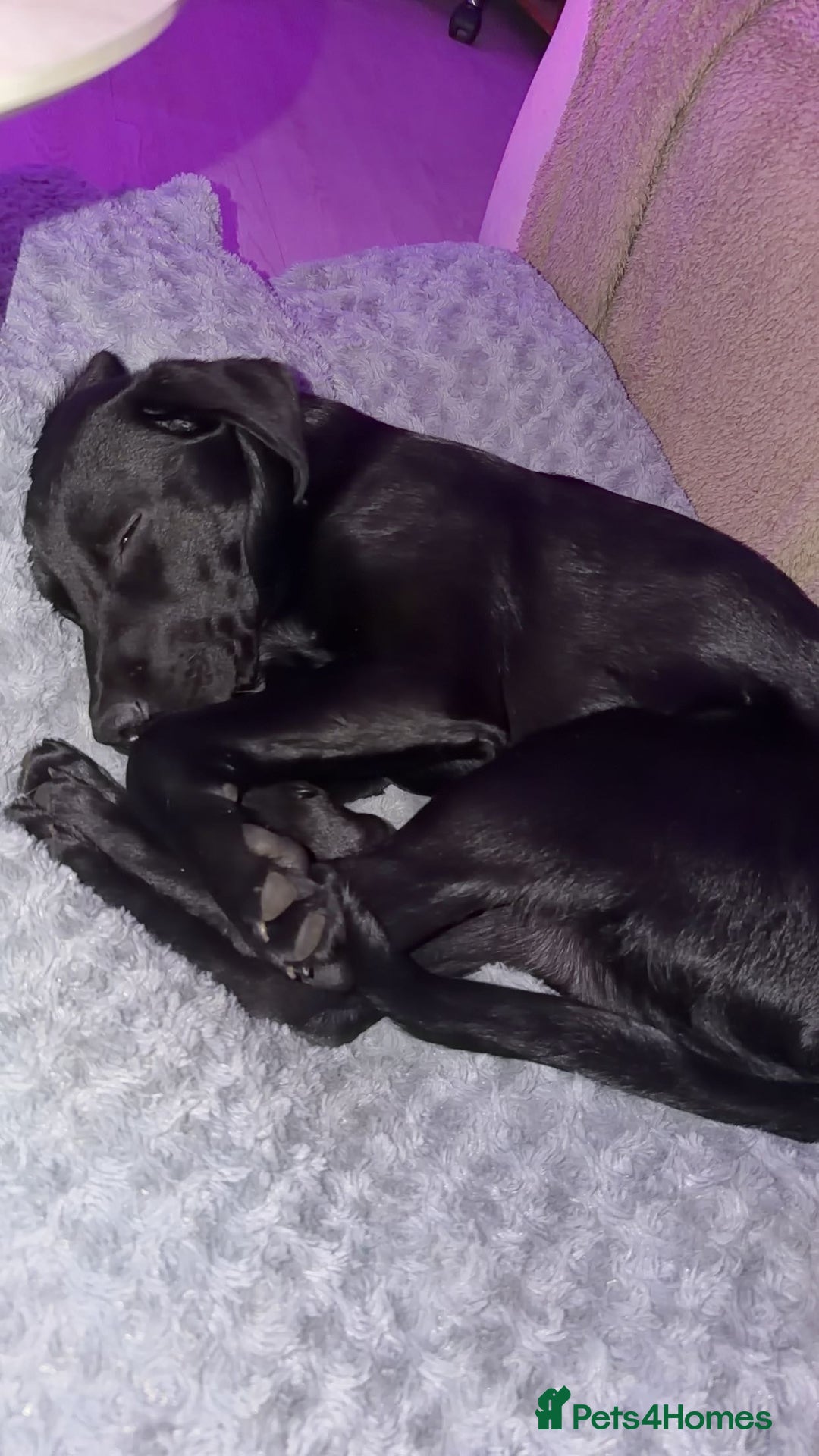 Labrador Retriever dogs for sale: Freddie is looking for his forever home  - Advert 2