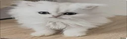 Persian cats for sale: Persian kittens  - Advert 4