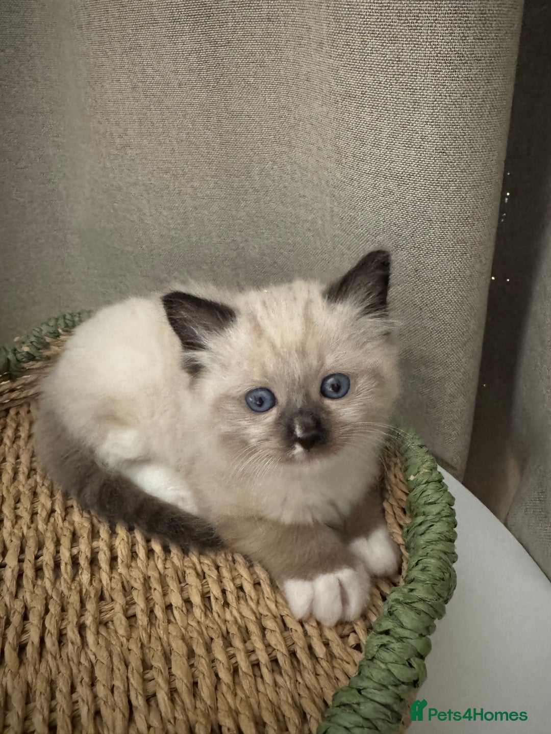 Ragdoll cats for sale: Adorable Ragdoll X Snow Bengal Kittens - Advert 9