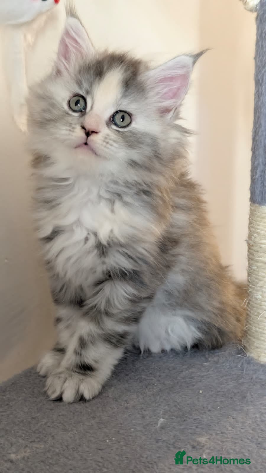 Maine Coon cats 8 week old mainecoon - Advert 2