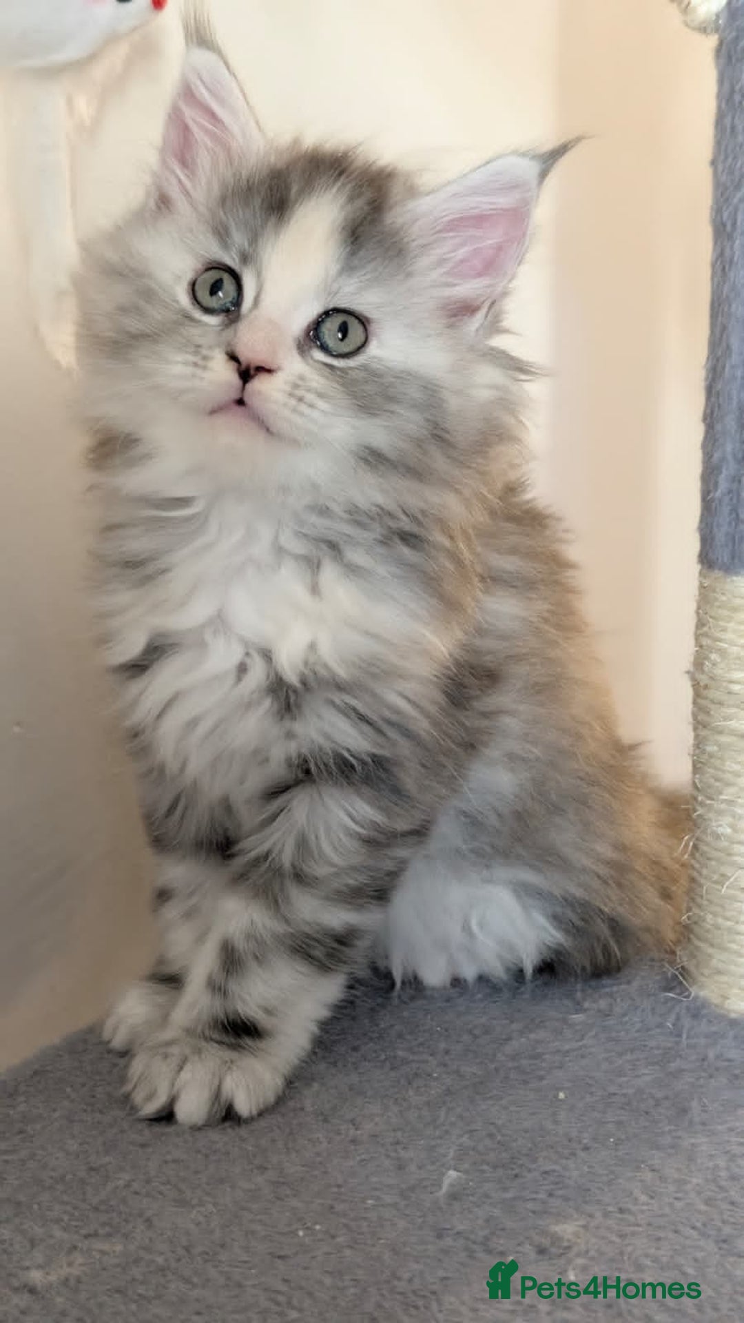 Maine Coon cats for sale: 8 week old mainecoon - Advert 1