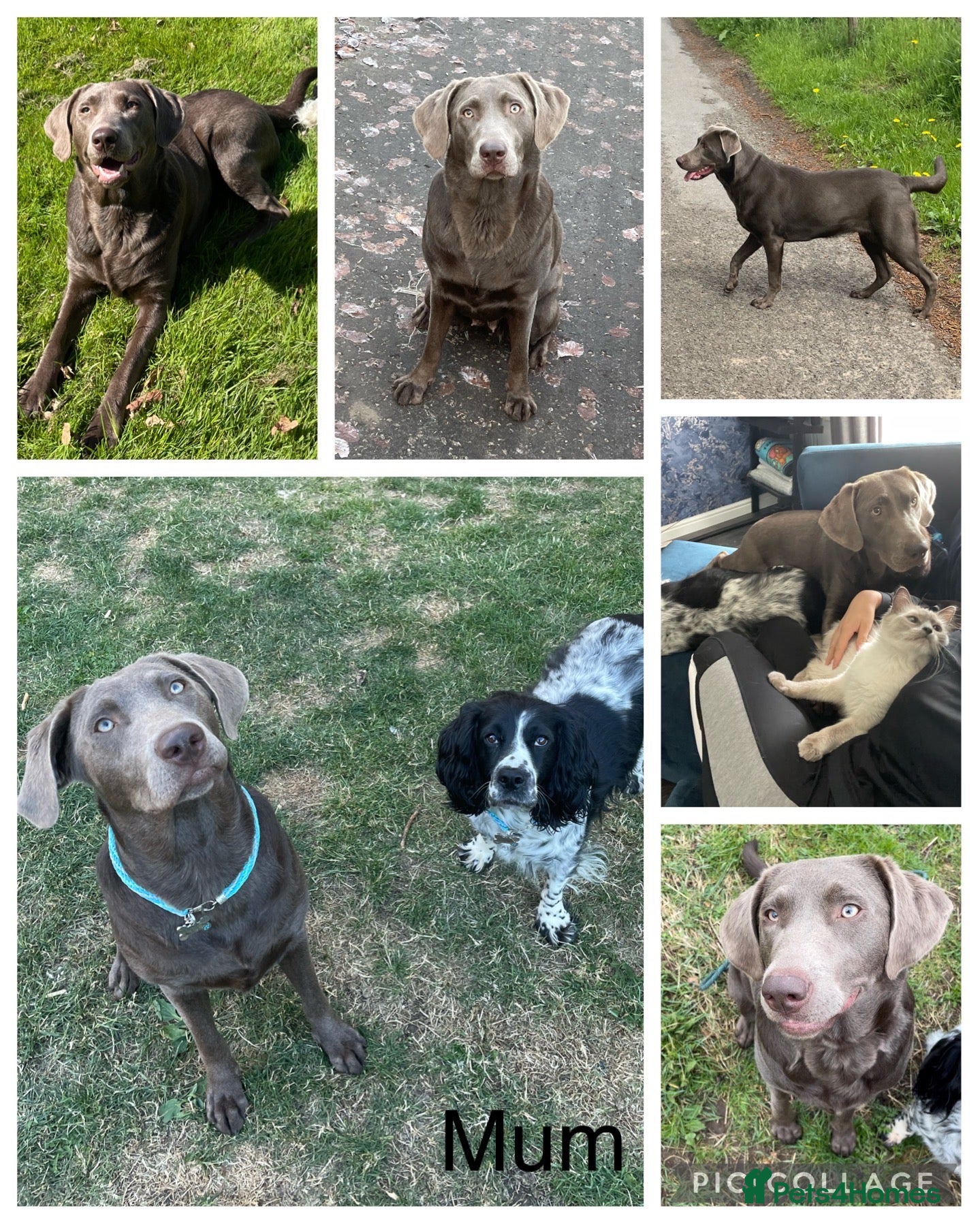 Labrador Retriever dogs for sale: 🌸Extensively health tested KC silver Labrador’s🌸 - Advert 2