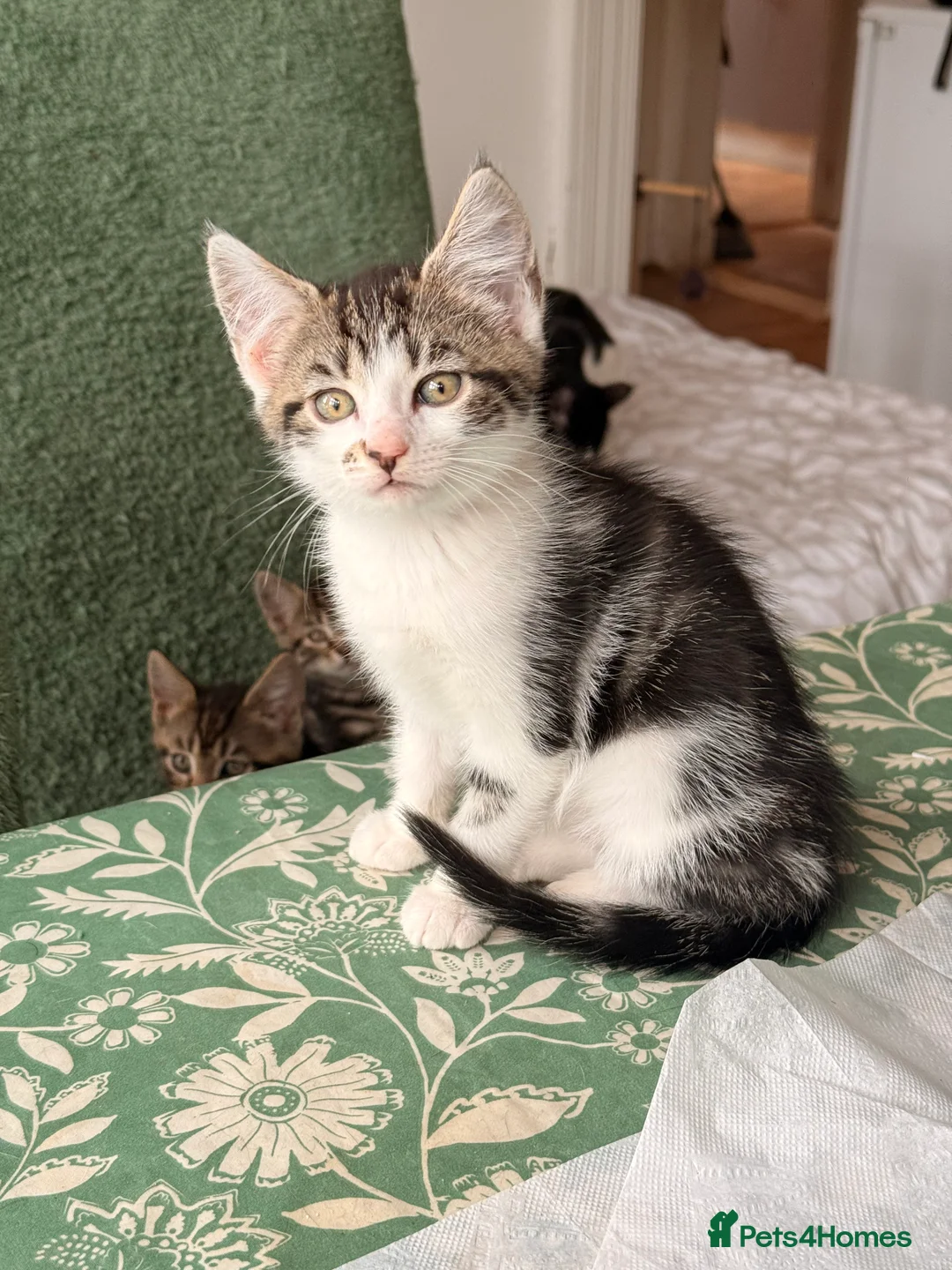 British Longhair cats for sale: Four adorable kittens! - Advert 2