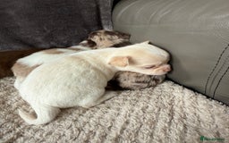 Chihuahua dogs for sale: Long hair chihuahua puppies  - Image 20