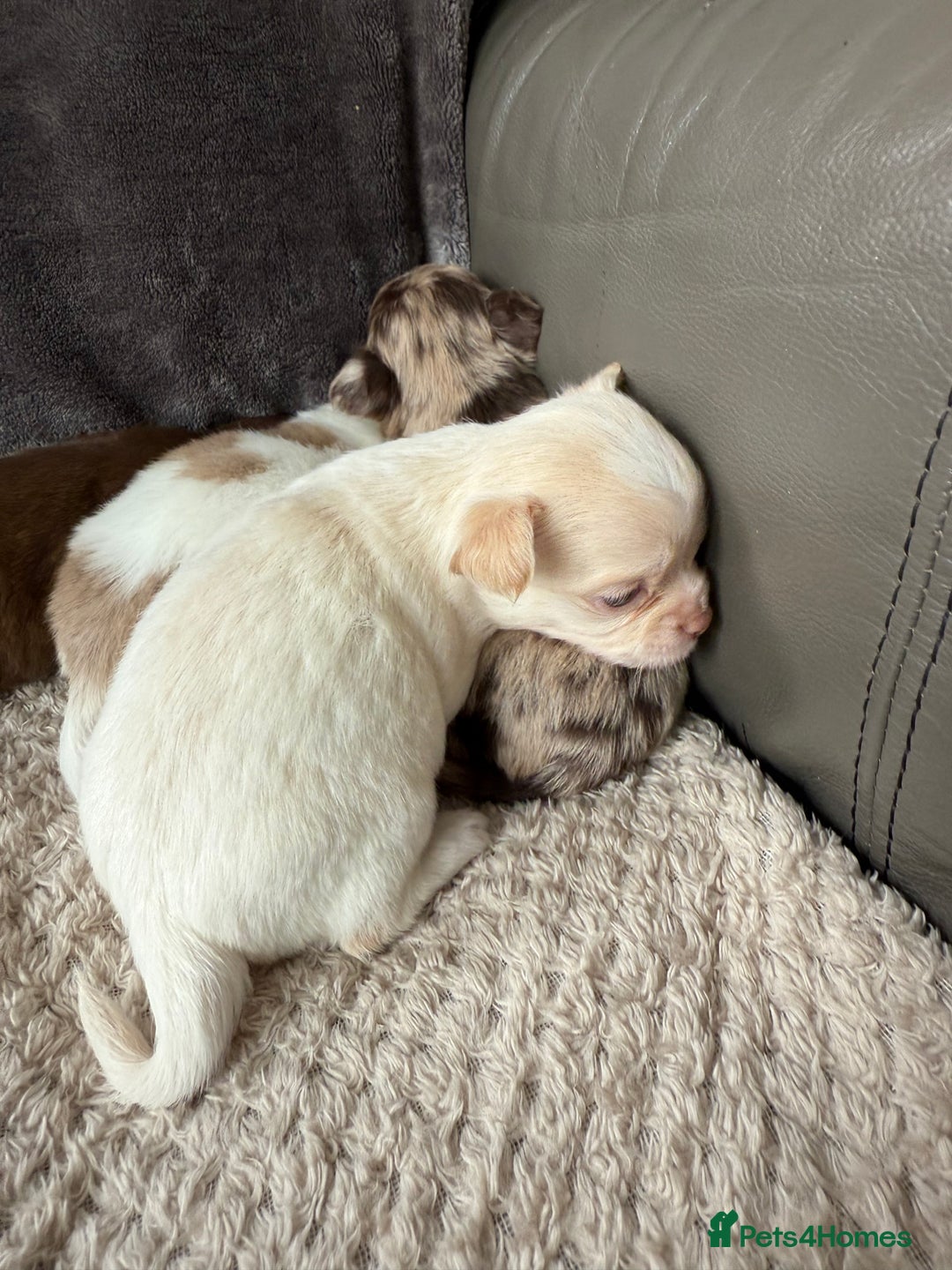 Chihuahua dogs for sale: Long hair chihuahua puppies  - Image 20