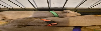 Labrador Retriever 1