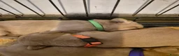 Labrador Retriever dogs for sale: Fox Red Labrador puppies  - Advert 13