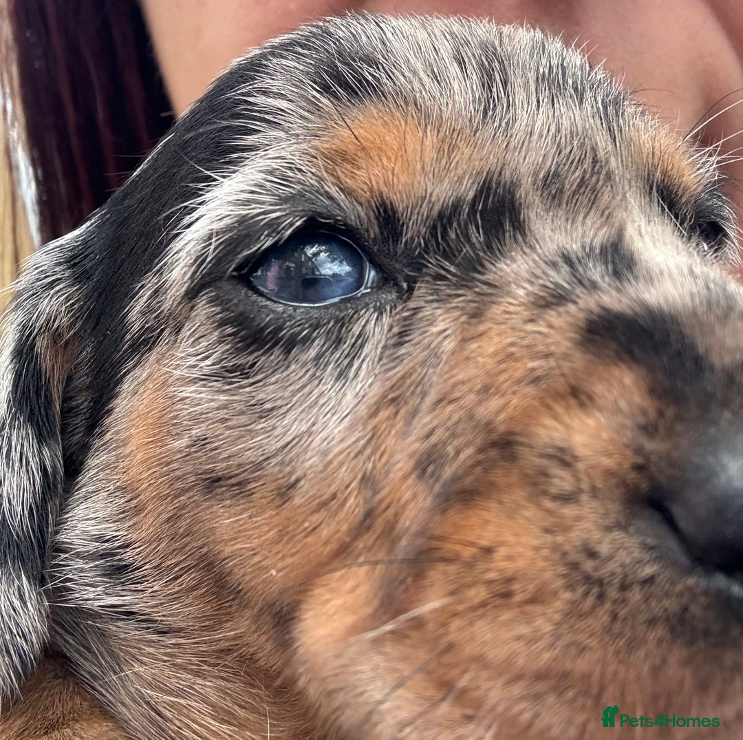 Miniature Dachshund dogs for sale: Miniature dapple dachshund  - Image 28