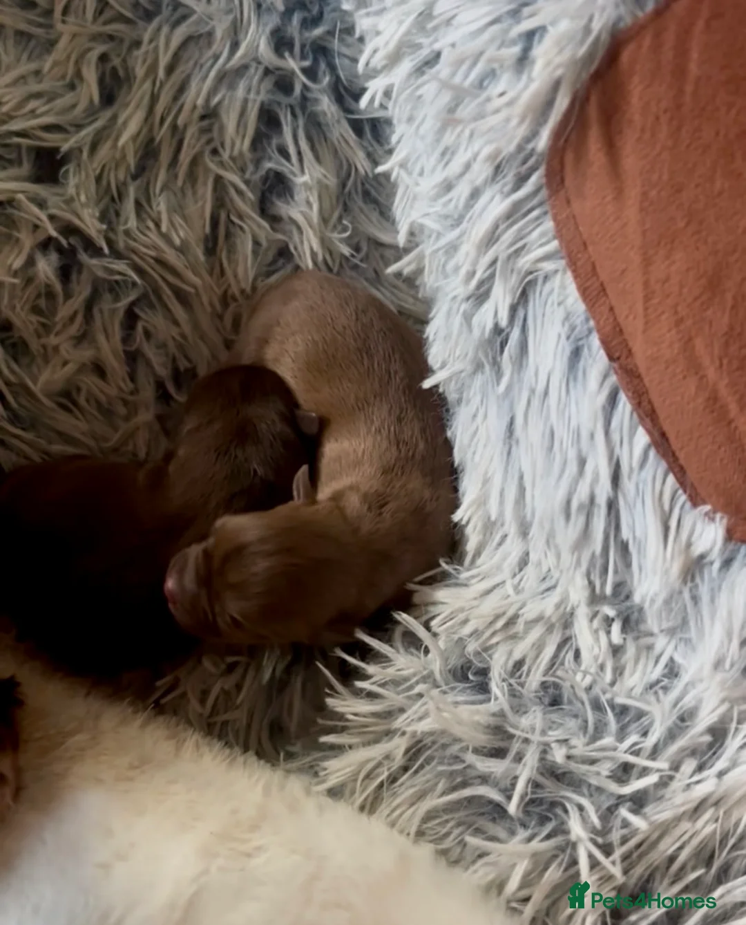 Chihuahua dogs for sale: X2 Gorgeous Chihuahua little ladies - Advert 5