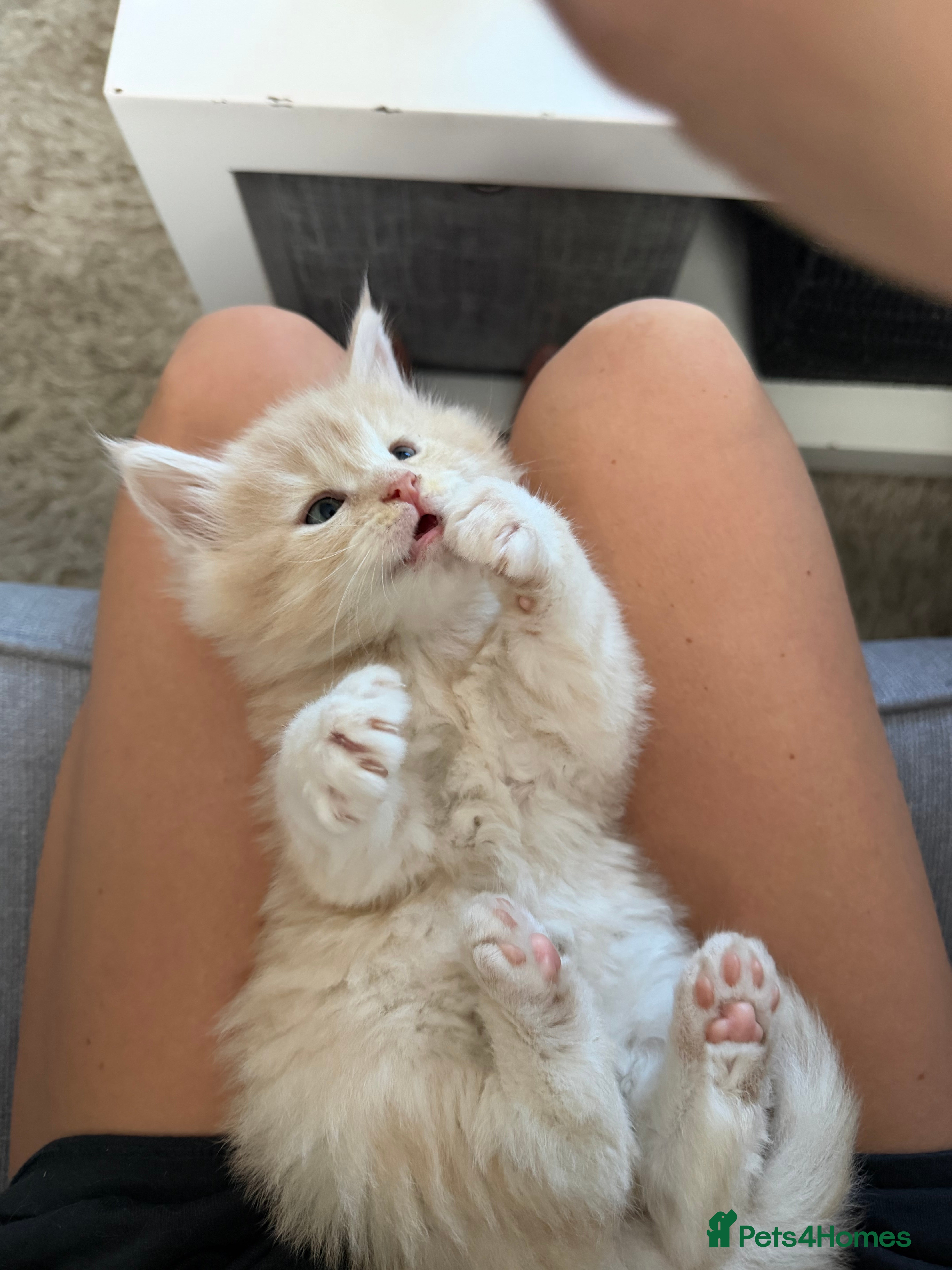 Maine Coon cats Beautiful long haired Maine Coons - Advert 4