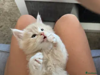 Maine Coon cats Beautiful long haired Maine Coons - Advert 4