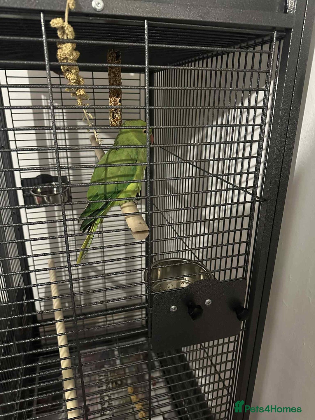 Ringnecks birds for sale: Indian green ringneck parrot - Advert 3