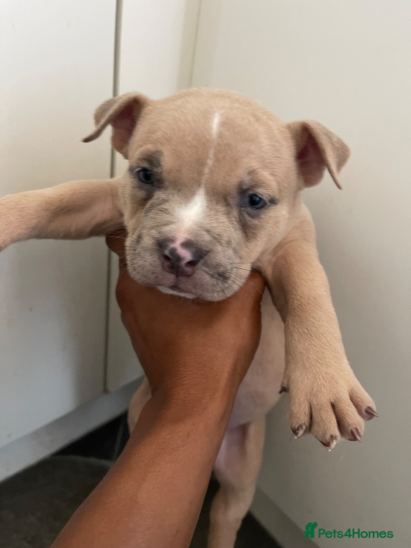 American Bully dogs Pocket bullies  - Advert 4