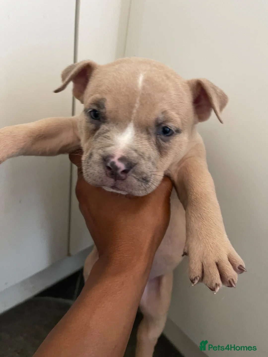 American Bully dogs for sale: Pocket bullies  in Sheffield - Advert 1