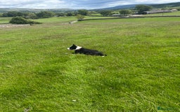 Border Collie dogs for sale: dog for sale - Image 9
