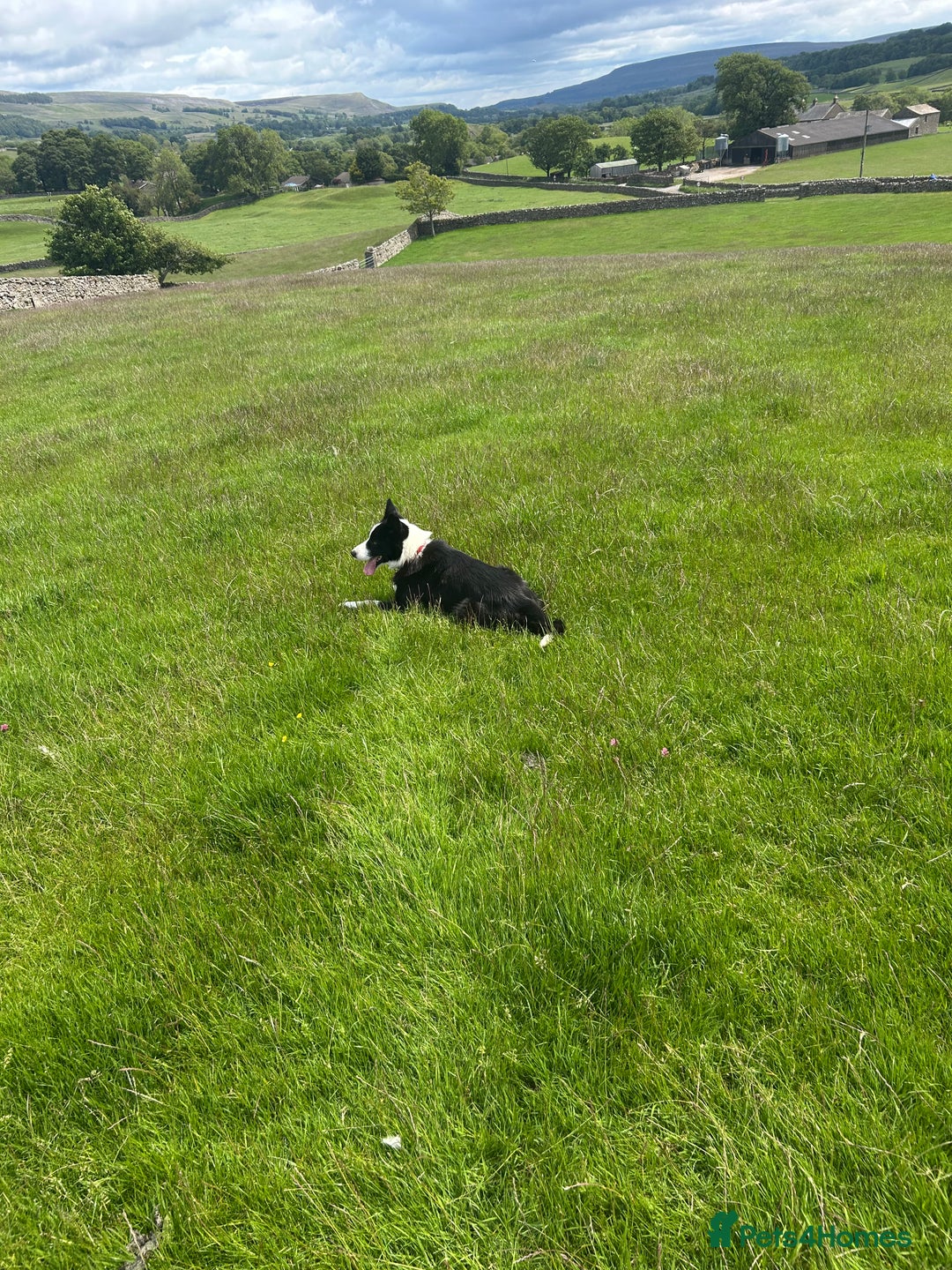 Border Collie dogs for sale: dog for sale - Image 9