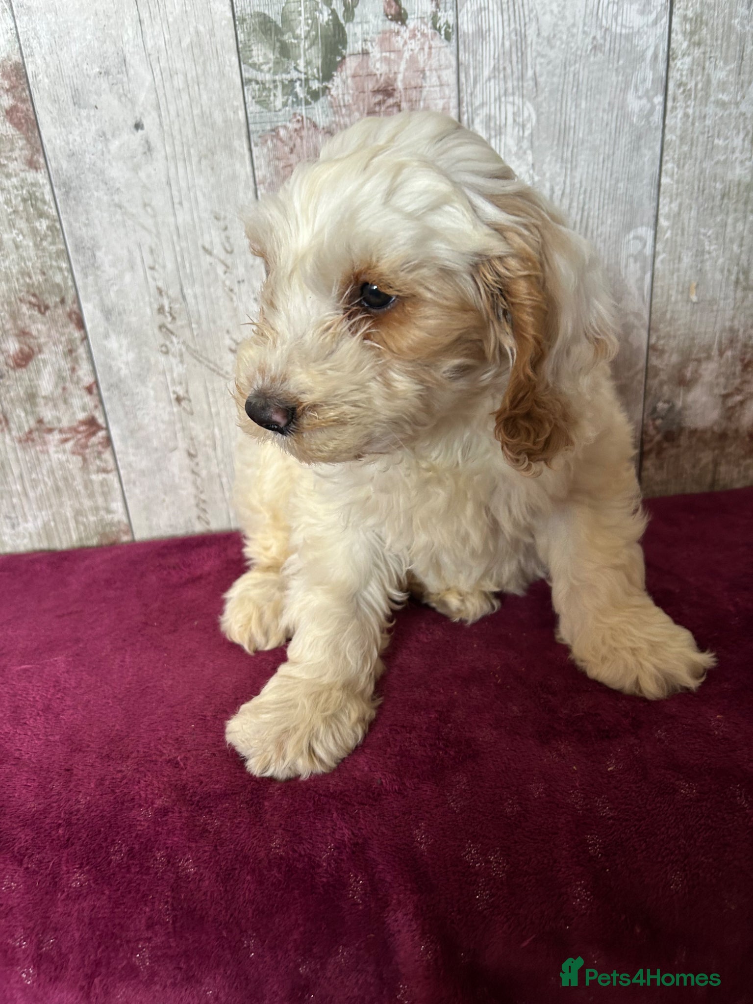 Cockapoo dogs Adorable well socialised F1 Cockapoo pups - Advert 2