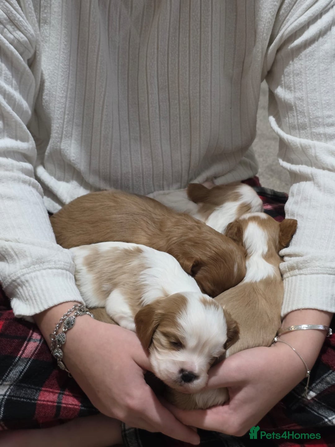 Cavalier King Charles Spaniel dogs for sale: Cavalier king charles puppies  - Advert 24