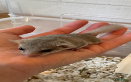 Mouse rodents for sale: African Pygmy Dormice (micro squirels)  - Image 4