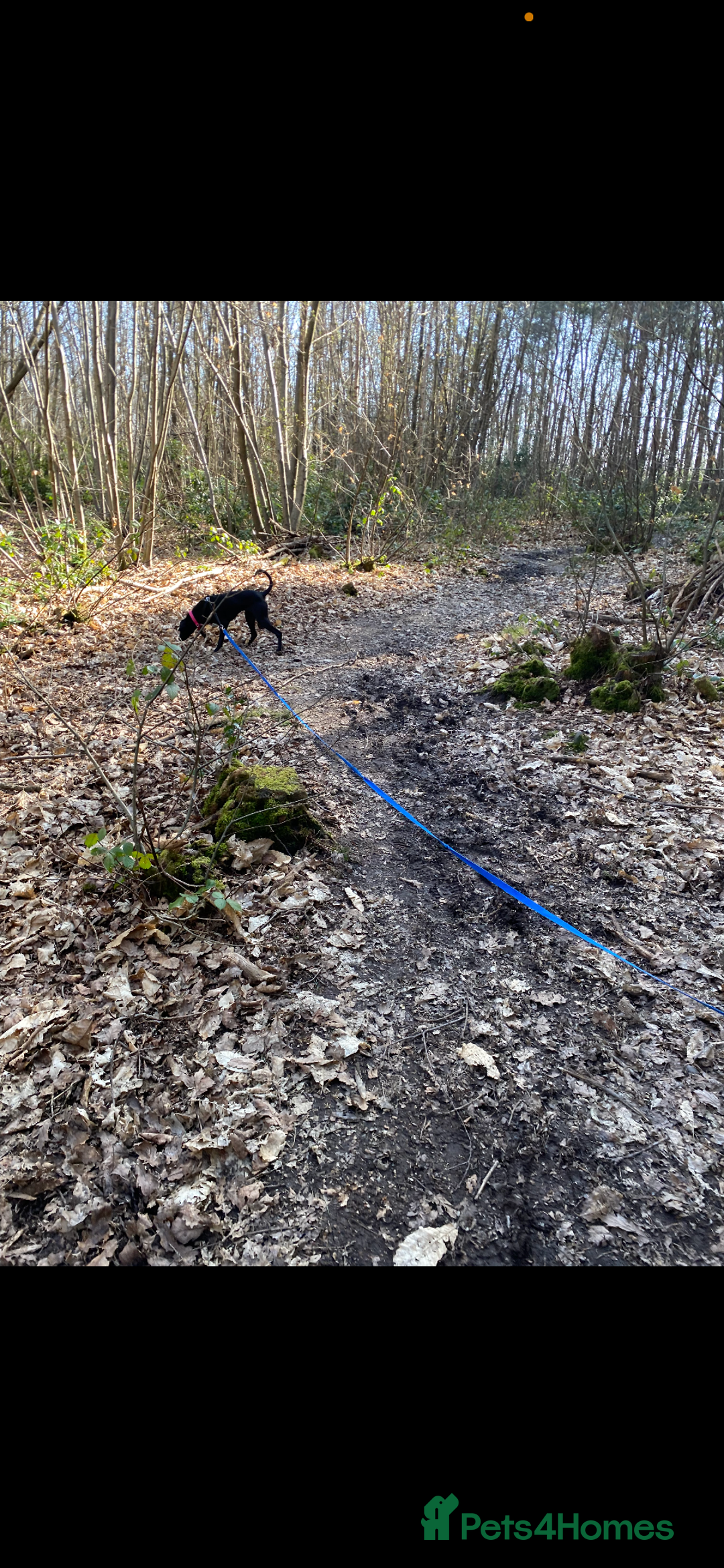 Mixed Breed dogs for sale: Gorgeous greyhound cross weimaraner - Advert 10