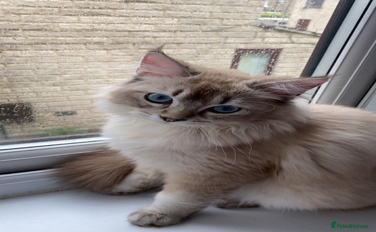 Ragdoll cats - Advert 3