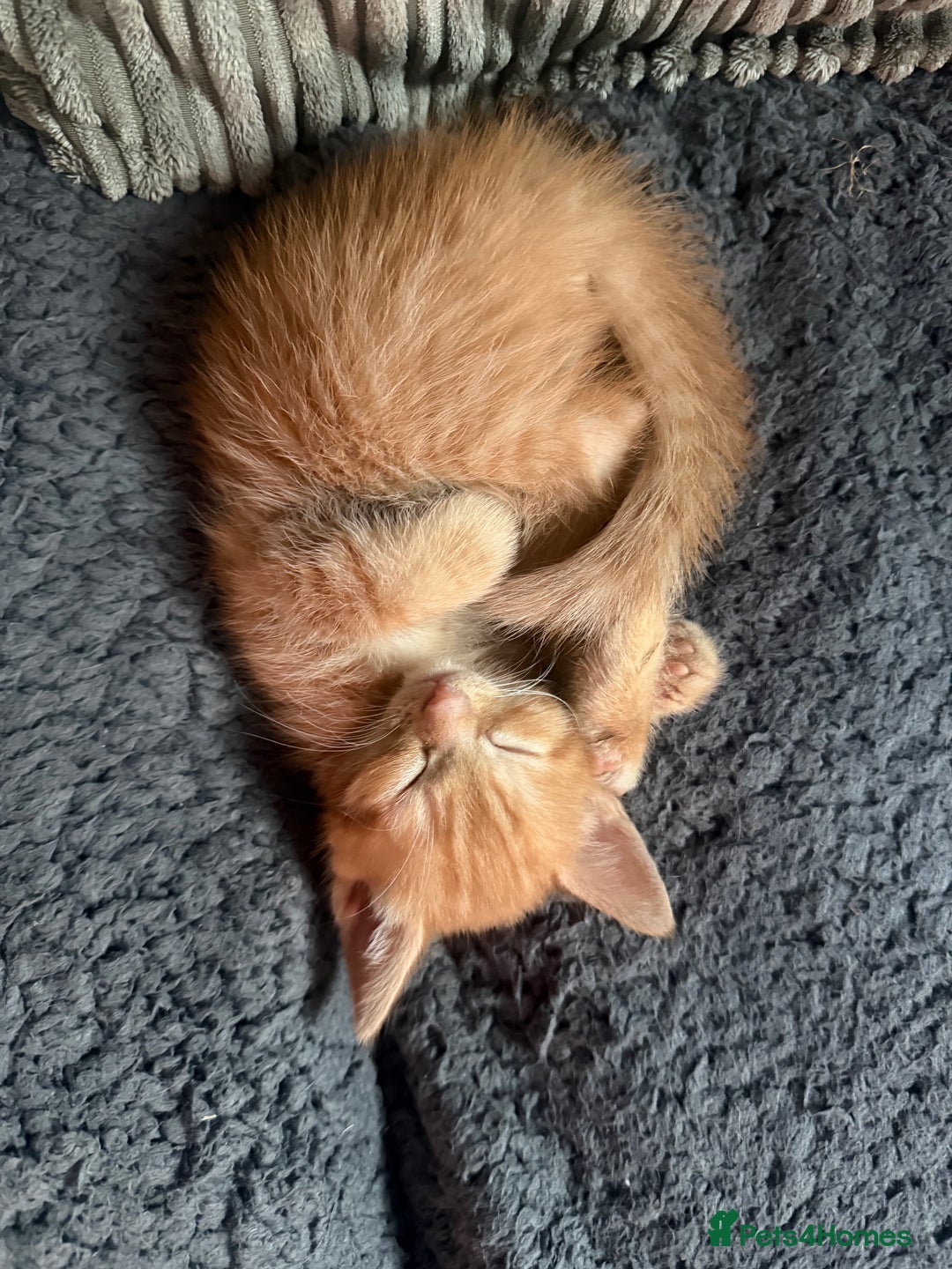 Maine Coon cats for sale: Ginger kittens - Advert 2