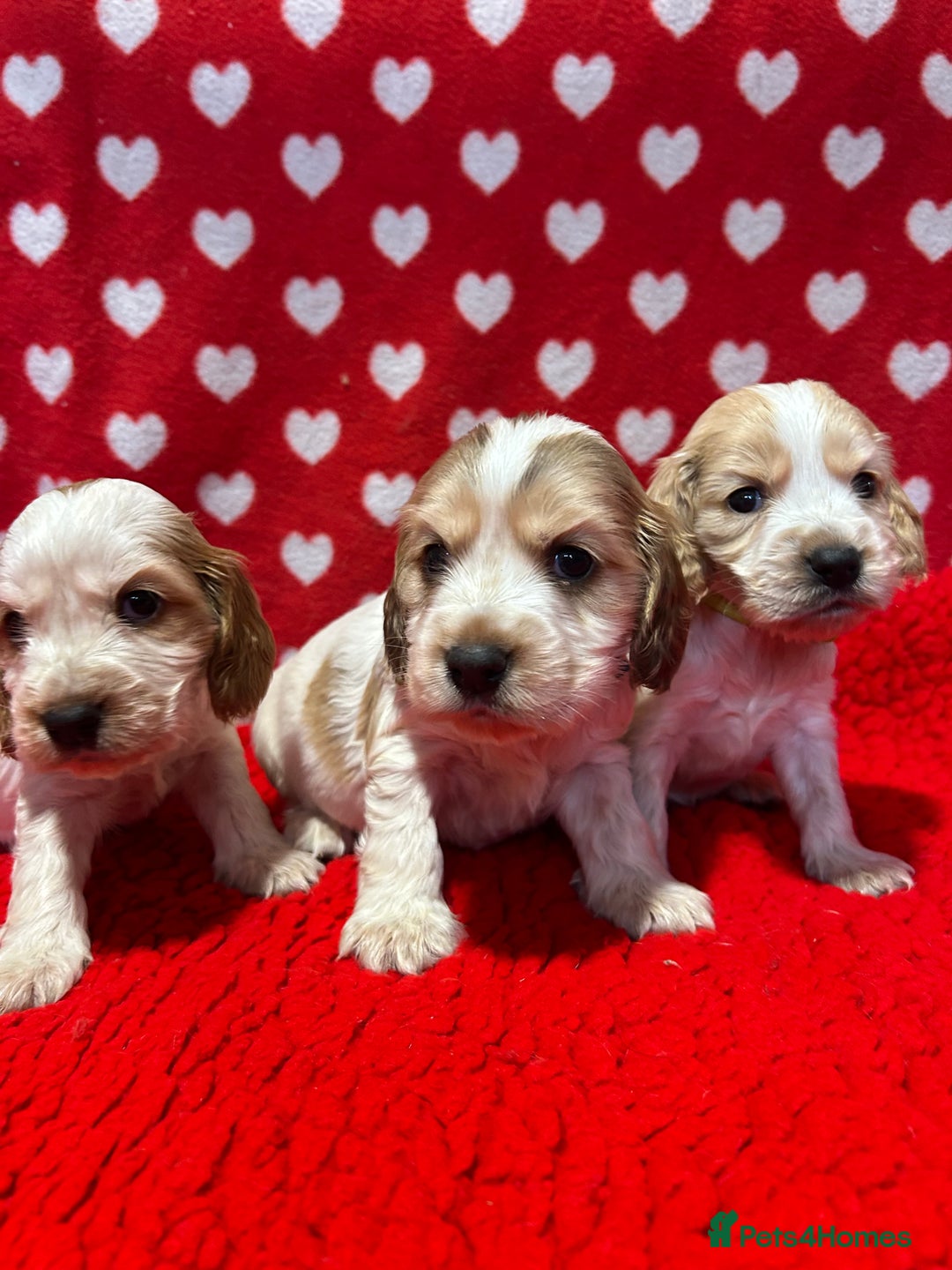Cocker Spaniel dogs for sale: KC Registered show type cocker spaniel puppies.  - Advert 2