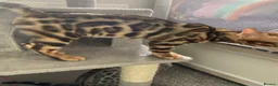 Bengal cats for sale: LAST THREE Ready now GCCF REGISTERED  - Advert 28